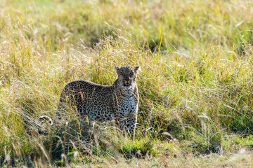 A leopard walking in the plains of africa inside Masai Mara National reserve during a wildlife safari