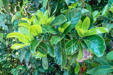 green leaf in a complete swamp the place of emerald green water from fresh water mix with salt water