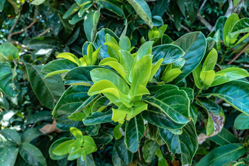 green leaf in a complete swamp the place of emerald green water from fresh water mix with salt water