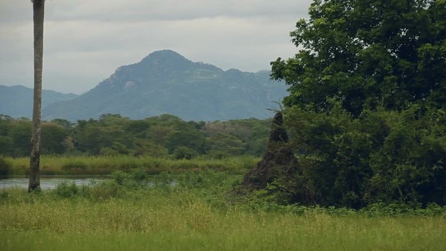 Malawi African jungle giant termite mound