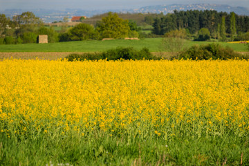 Yellow flowers field in a summer nature. Field with blooming canola in springtime. Green trees behind the rapeseed field. Nature wallpaper blurred background with rape. Image doesn&rsquo;t in focus.