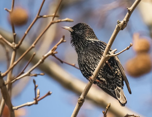 Star im Baum