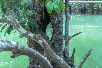 big hole inside the mangrove tree at Klong Song Nam swamp forest Krabi