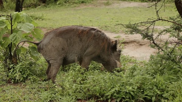Malawi Mother wild Wathog urinating