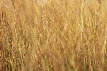 Fototapeta premium Colorful flowers grass made with gradient for background,Abstract,texture,Soft and Blurred style.postcard.