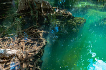 beautiful roots of mangrove can see through in clean water at Tha Pom Klong Song Nam amazing nature in Krabi