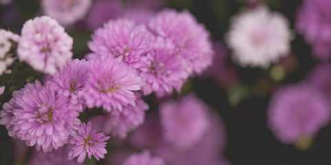 Colorful flowers chrysanthemum made with gradient for background,Abstract,texture,Soft and Blurred style.postcard.