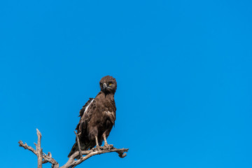 A Snake eagle perched on a tree top in the plains of Africa inside Keoladeo National Park during a wildlife safari