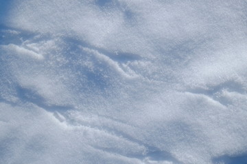 Bird Tracks on Snow
