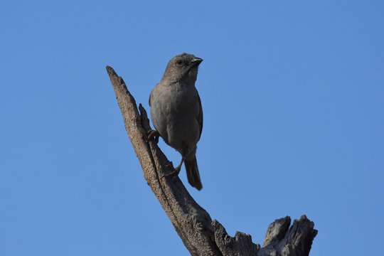Graukopfsperling (passer griseus) in der Kalahari (Namibia)