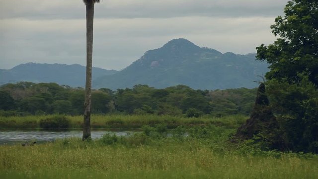 Malawi African jungle with giant termite mound