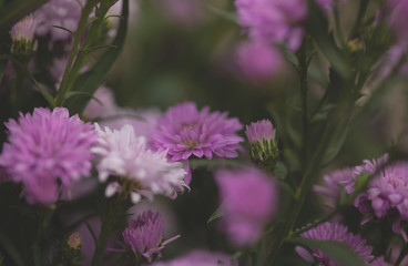 Obraz premium Colorful flowers chrysanthemum made with gradient for background,Abstract,texture,Soft and Blurred style.postcard.