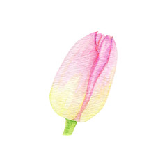 Watercolor flower pink tulip, isolated on white background, hand painted design for mother's day, women's day, wedding, save the date, card, holiday