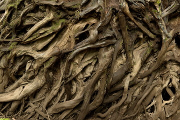 Douglas Fir Roots