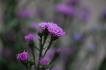 Colorful flowers chrysanthemum made with gradient for background,Abstract,texture,Soft and Blurred style.postcard.