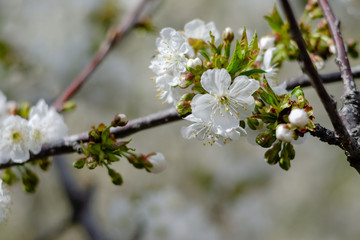 White cherry blossom detail