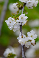 Cherry branch in full bloom