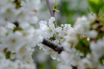 Cherry tree in full bloom in spring