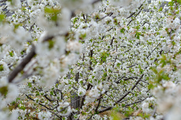Background of cherry blossoms on its tree