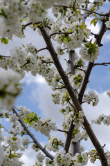 Crossing of branches of cherry blossoms