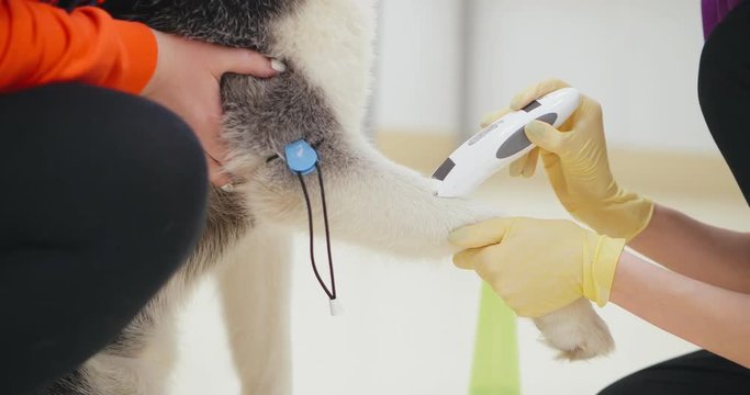 Close up of veterinarian shaving husky fur for dropper