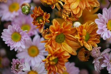 Colorful flowers chrysanthemum made with gradient for background,Abstract,texture,Soft and Blurred style.postcard.