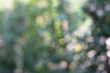 Bokeh of Tree Leaves for nature background and save green concept,soft and blur out of focus, made with gradient and filter colored.