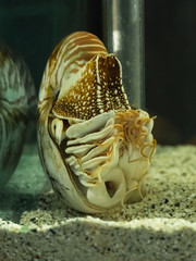 Nautilus shell swimming in acuarius