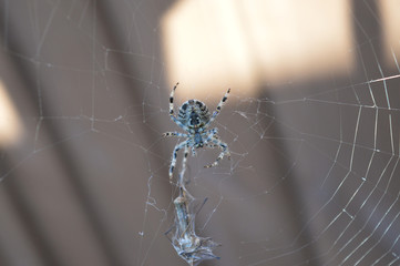 Spider with their catch