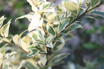 Tree Leaves for nature background and save green concept,abstract,soft and blur focus