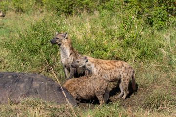 Hyenas scavenging on a hippo kill in the plains of Africa inside Masai Mara National Park during a wildlife safari