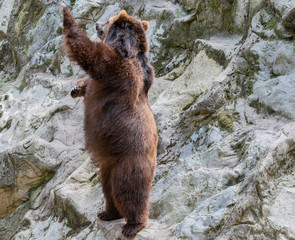 europäischer Braunbär in der freien Natur und in der Nahaufnahme