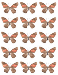 Mariposas/Patrones4