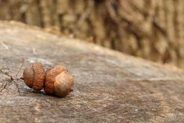 Sticky Acorn
