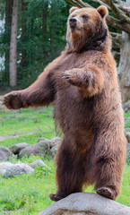 Fototapeta premium europäischer Braunbär in der freien Natur und in der Nahaufnahme