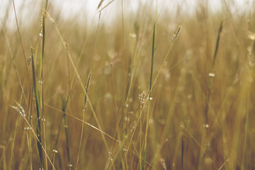 Colorful flowers grass made with gradient for background,Abstract,texture,Soft and Blurred style.postcard.