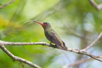 hummingbird
