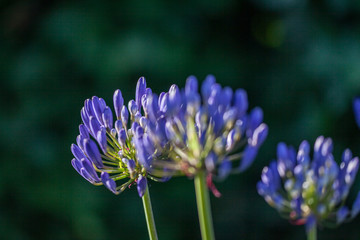 Buds of a blue Agapanthus in the sunshine