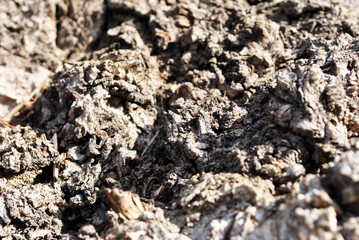 Old rough poplar tree trunk texture close up, horizontal background