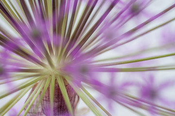 close-up of blooming violet blossoms of a garden leek (Allium)