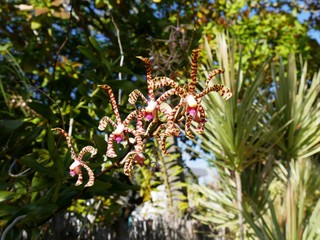 Orchidée rouge tigrée des Antilles