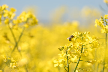 Honneybee collecting nectar on a rape flower