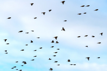 Rosefinches in the flight.
