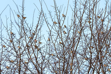 Rosefinches on the bush.
