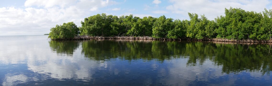Photo panoramique de la mangrove de Petit Canal en Guadeloupe
