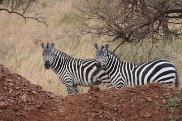 Fototapeta na wymiar Plains zebra in Serengeti National Park, Tanzania