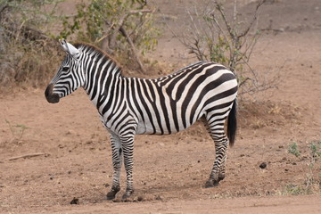 Fototapeta na wymiar Plains zebra in Serengeti National Park, Tanzania