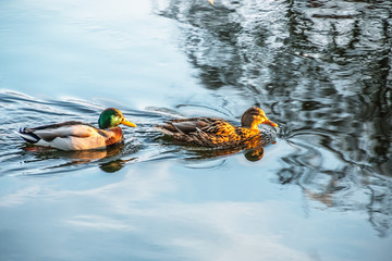 duck couple swimming in the river isar in winter
