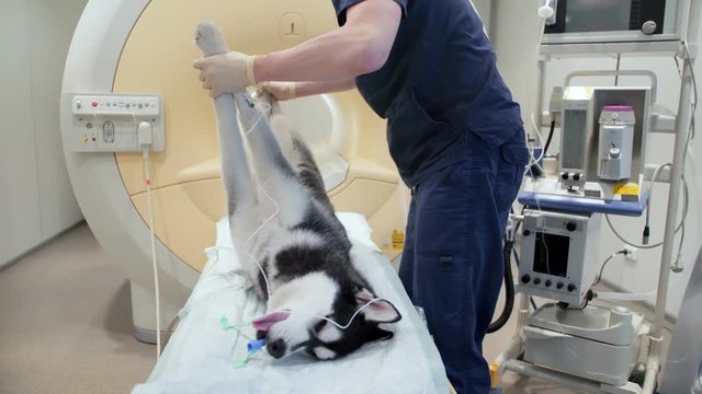 Veterinarian turning dog