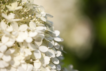 close-up of the blossoms of a white hydrangea